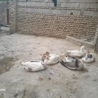 غاز سرحال وسالم دانه یک میلیون سیصدهزارتومان