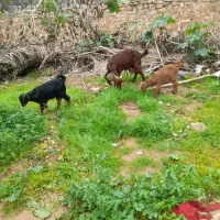 بزداشتی دوقلوزا بایک جفت بیگ ماده