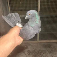 کفتر گرفتنی پرشی