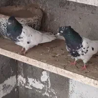 کبوتر کله