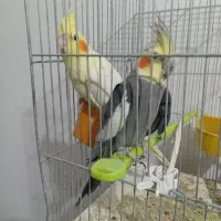 عروس هلندی جفت مولد به شرط
