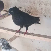 برای فروش