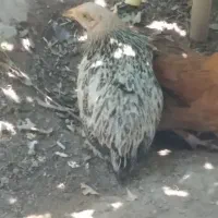 فروش مرغ ۸ ماهه