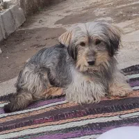 سگ تعزینی