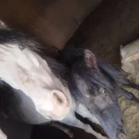 اسب مادیون با کره
