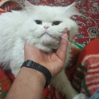 گربه|گربه|مشهد, کوشش|دیوار