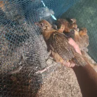 جوجه گلپایگان ۵۰ روزه