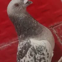 کبوتر
