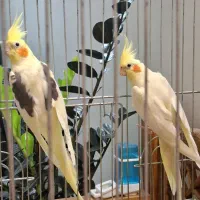 عروس هلندی مولد