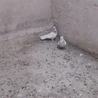 ۷۰۰۰۰۰۰|پرنده|کهک, |دیوار