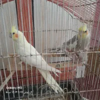 پرنده