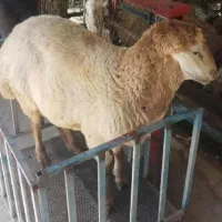 گوسفند زنده جهت تمامی مراسمات شماباقصاب گوسفندخونی