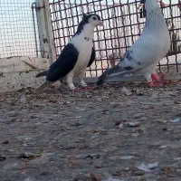 سلام تعداد کفتر فروشی