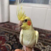 عروس هلندی