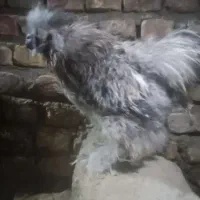 خروس ابریشمی