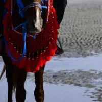 اسب راست نریان4ساله