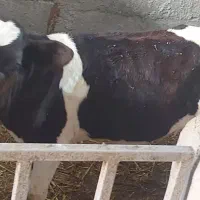 ۲راس گوساله ماده (صنعتی)
