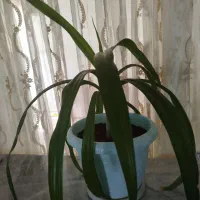 گل موزی|گل و گیاه طبیعی|رفسنجان, |دیوار