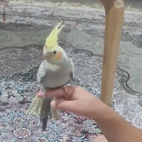 جوجه عروس شاه تخم نر