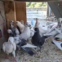 کبوتر کفتر رنگی