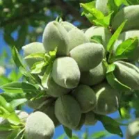 نهال  بادام  اذر شکوفه دیر گل
