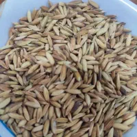 فروش شلتوک بزری