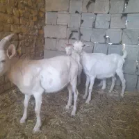 بزغاله سانن نر