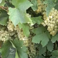 فروش-با-انگور