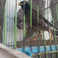 مرغ مینا|پرنده|گرگان, |دیوار
