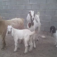 بز زاییده
