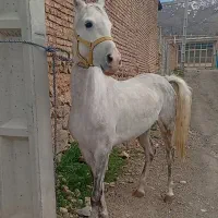 توضیحات را بخون بعد تماس بگیر