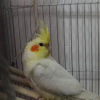 عروس هلندی دستی همراه با قفس و تجهیزات
