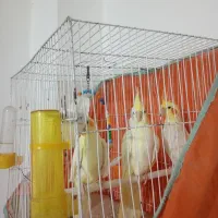 3عددعروس هلندی