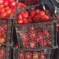 رب خانگی درجه یک با ضمانت مرجوعی