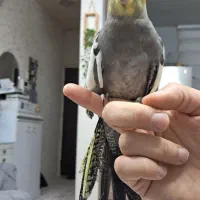 طوطی عروس هلندی همراه قفس