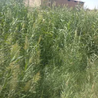علوفه وحصیربافی