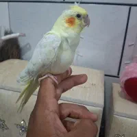 عروس هلندی