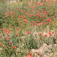 زمین کشاورزی