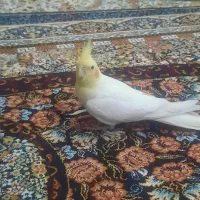 عروس هلندی