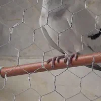 کبوتر شامی قدیم