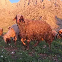 فروش