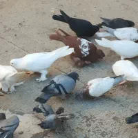 پرنده به فروش می رسد