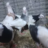 کبوتر نقش