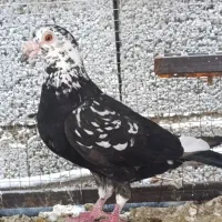 گوره سیاه|پرنده|شیراز, سجادیه|دیوار