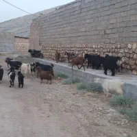 بز و بزغاله، بز قصابی وداشتی