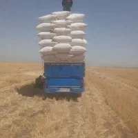 کاه
