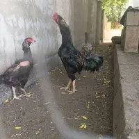 خروس لاری واسه ۲ عدد مرغ لاری