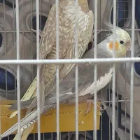 عروس هلندی