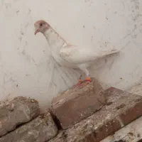 کفتر