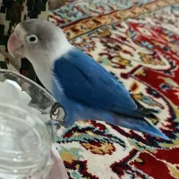 طوطی کوتوله فیشر آلمانی اصل آبی